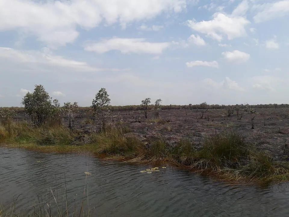 Cháy lớn ở khu bảo tồn đồng cỏ bàng Phú Mỹ  ảnh 2