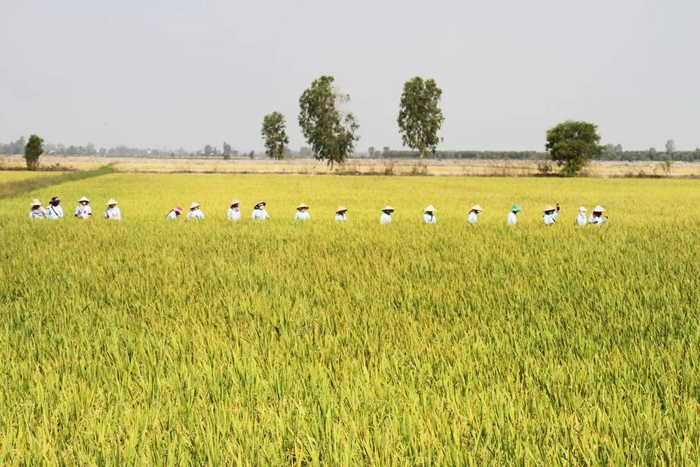 ĐBSCL: Chuyển giao 2 giống lúa mới chịu được độ mặn cao  ảnh 2