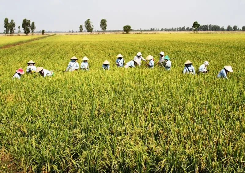 Xây dựng 30.000ha “cánh đồng lớn” gắn với nông dân ảnh 2