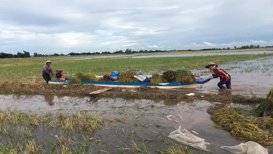 Nông dân huyện đầu nguồn An Phú (An Giang) thu hoạch lúa chạy lũ sớm