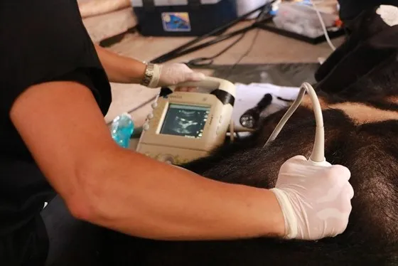 Tiền Giang chuyển giao 5 cá thể gấu tới Vườn Quốc gia Tam Đảo ảnh 5