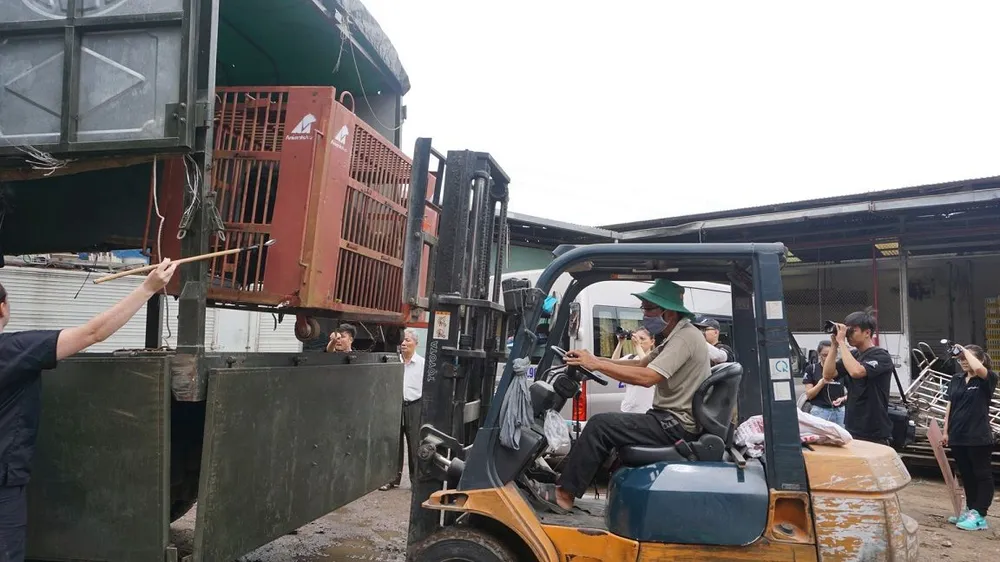 Tiền Giang chuyển giao 5 cá thể gấu tới Vườn Quốc gia Tam Đảo ảnh 1