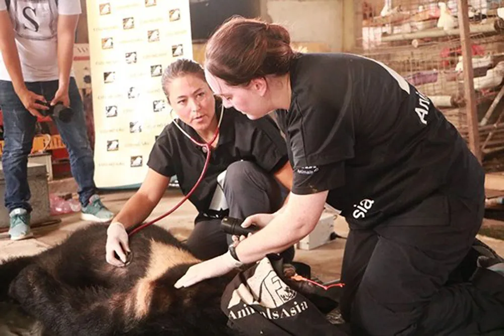 Tiền Giang chuyển giao 5 cá thể gấu tới Vườn Quốc gia Tam Đảo ảnh 4