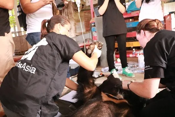 Tiền Giang chuyển giao 5 cá thể gấu tới Vườn Quốc gia Tam Đảo ảnh 3