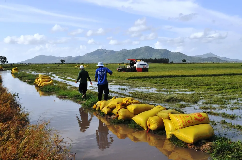 Lũ làm vỡ bờ bao, hàng trăm ha lúa ở biên giới An Giang bị thiệt hại ảnh 3