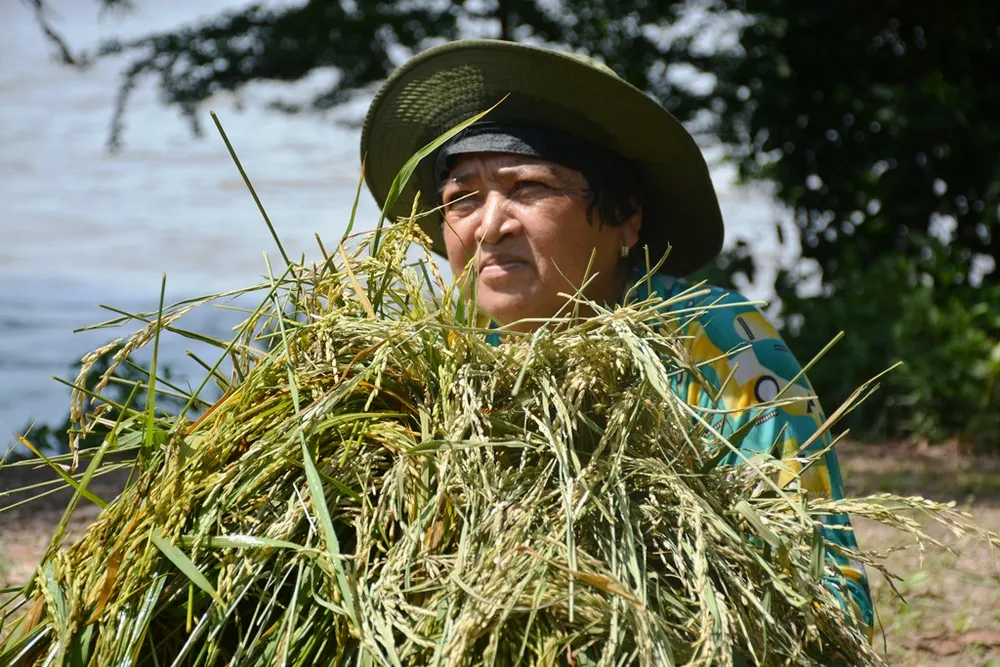 ĐBSCL khẩn cấp gặt lúa chạy lũ ở vùng biên giới  ảnh 6