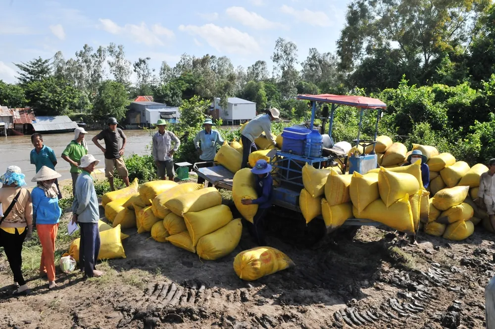 ĐBSCL khẩn cấp gặt lúa chạy lũ ở vùng biên giới  ảnh 10