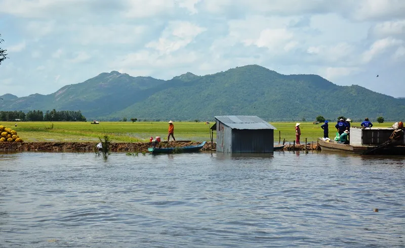 Hàng ngàn ha lúa thu đông ngoài đê bao ở An Giang bị lũ uy hiếp  