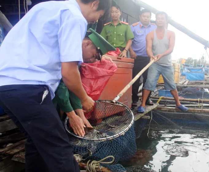 Thả 12 cá thể vích quý hiếm về vùng biển Phú Quốc ảnh 1