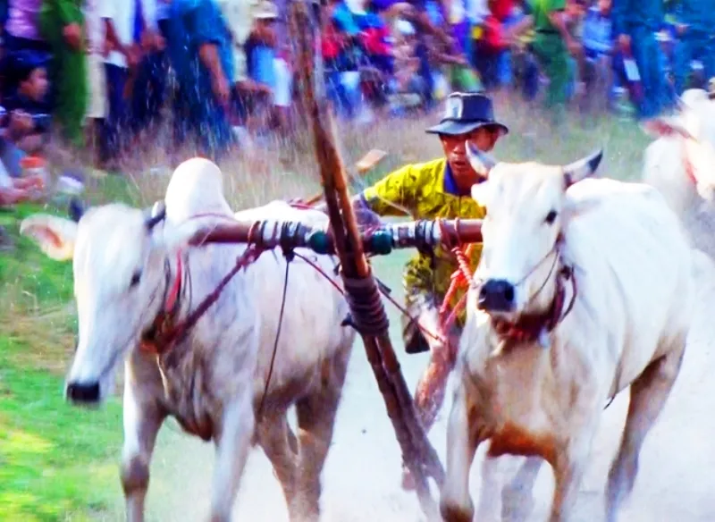 Hàng chục ngàn người xem đua bò Bảy Núi ảnh 3