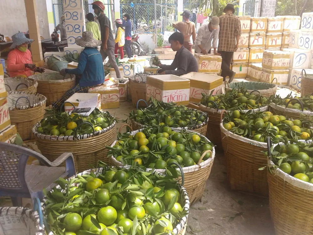 Tham vấn cơ chế liên kết vùng ở ĐBSCL ảnh 1