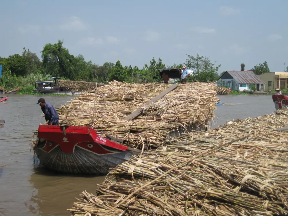 ĐBSCL: Thu hoạch mía chạy lũ bị lỗ 15 đến 20 triệu đồng/ha ảnh 2