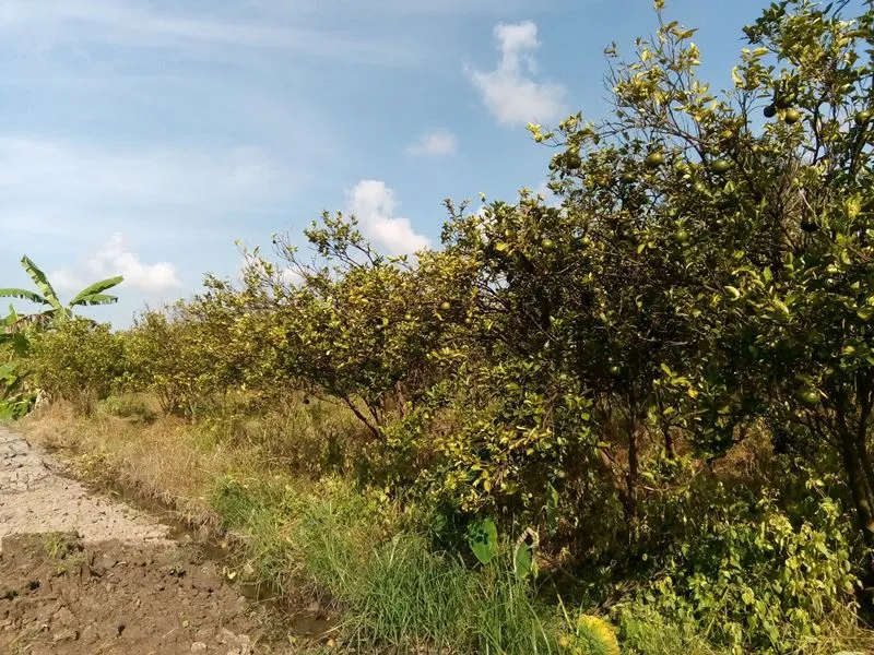 Hơn 2.000 ha cây có múi bị chết vàng, chết xanh  ảnh 2