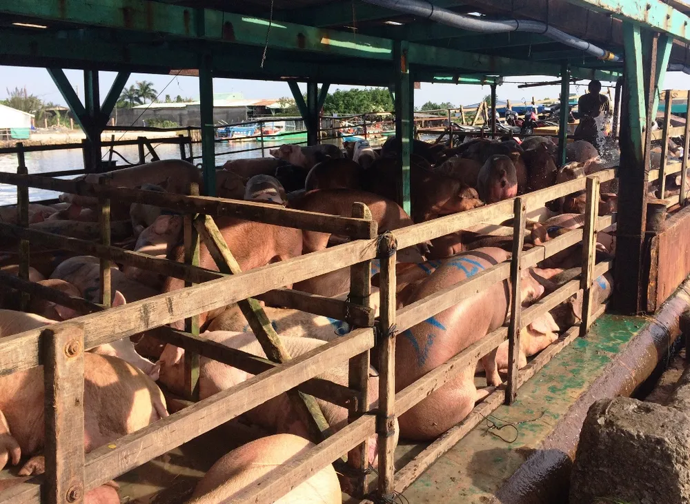 Dồn sức phòng chống dịch tả heo châu Phi ở ĐBSCL ảnh 2