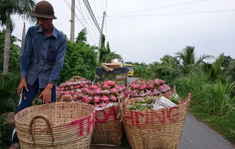 Hướng đến mục tiêu xuất khẩu trái cây đạt 3,6 tỷ USD vào năm 2020 ảnh 2