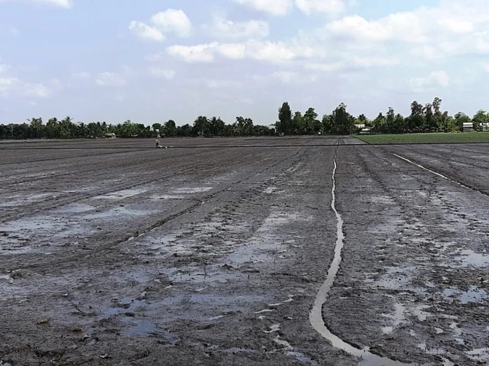 Tập trung xuống giống hơn 1,6 triệu ha lúa hè thu né rầy và hạn mặn ảnh 2