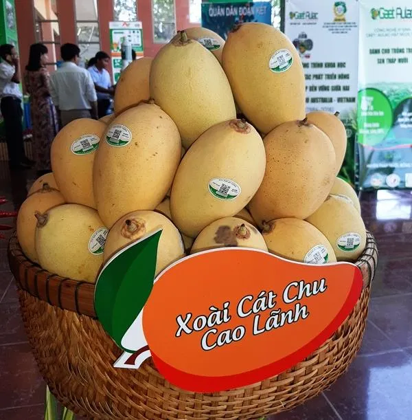 Đồng Tháp: Lần đầu tiên xuất khẩu xoài sang Hoa Kỳ ảnh 3