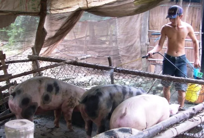 Lo ngại “đặc trưng sông nước” của ĐBSCL khiến dịch tả heo châu Phi lây lan  ảnh 2