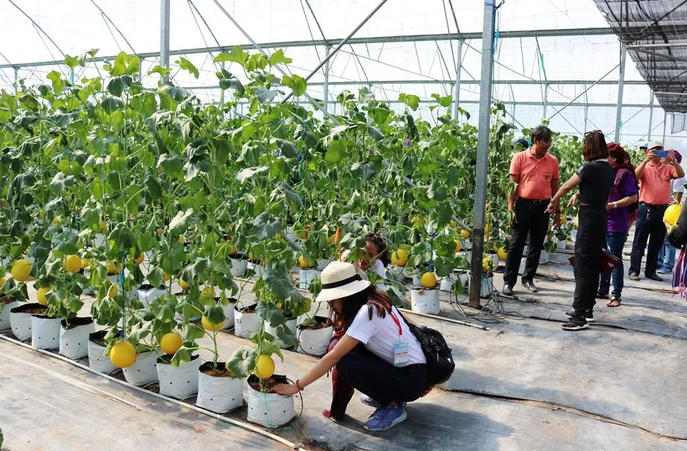 Phát triển bền vững du lịch nông nghiệp tại ĐBSCL ảnh 6