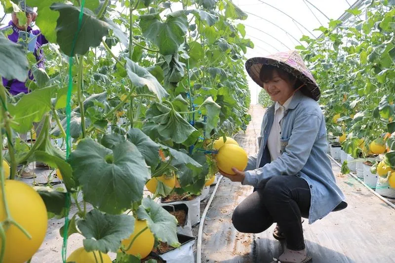 ĐBSCL: Chuyển hướng sản xuất theo kinh tế nông nghiệp ảnh 1