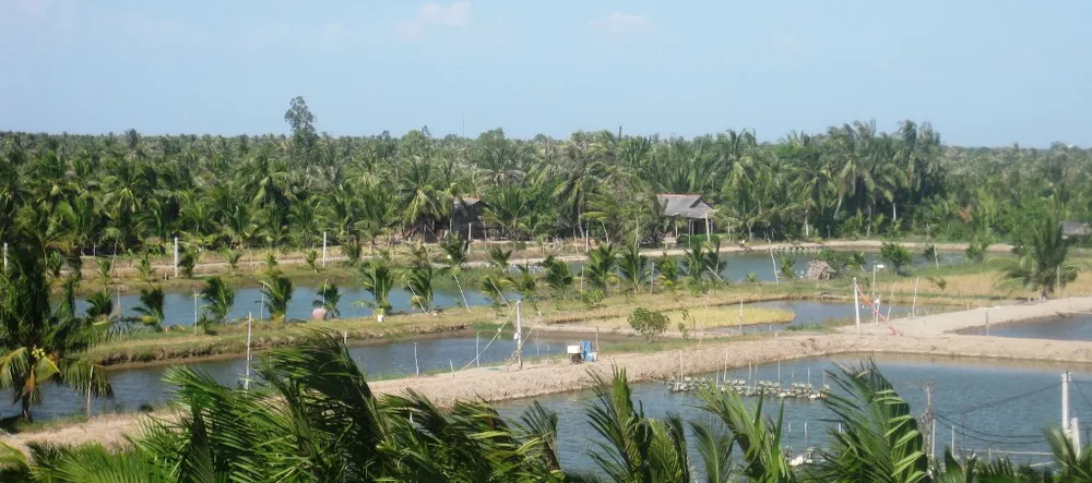 Xuất khẩu tôm nỗ lực đạt 10 tỷ USD vào năm 2025 ảnh 3