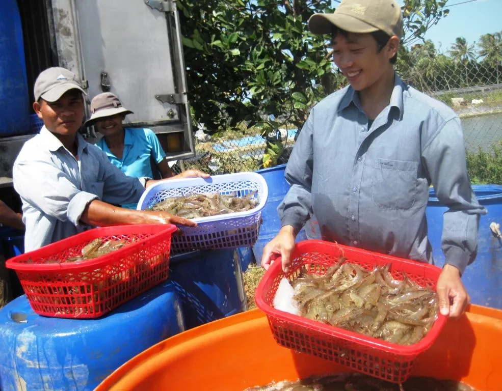Xuất khẩu tôm nỗ lực đạt 10 tỷ USD vào năm 2025 ảnh 2