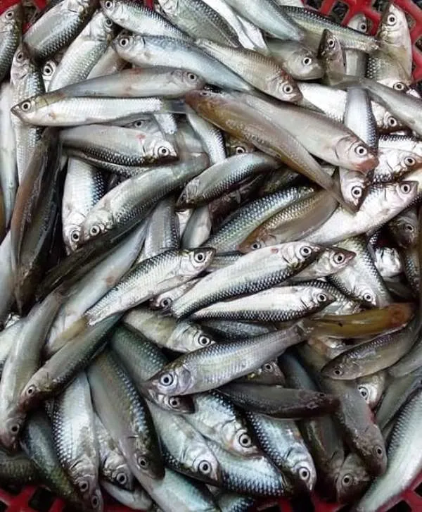 ĐBSCL: Nước lũ ở Tân Châu đã vượt báo động 1 ảnh 2