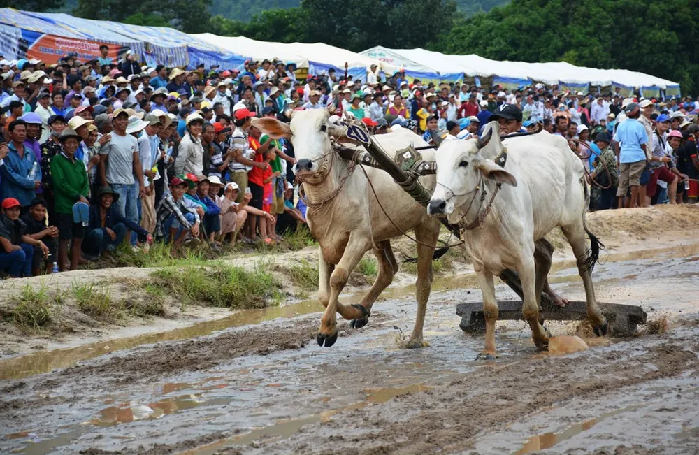 Hàng chục ngàn người xem đua bò Bảy Núi An Giang 2019 ảnh 2