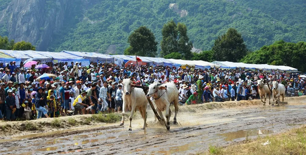 Hàng chục ngàn người xem đua bò Bảy Núi An Giang 2019 ảnh 3