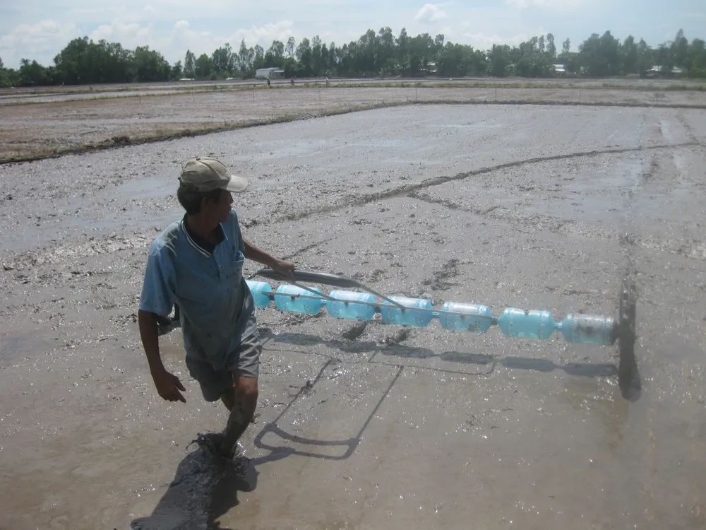 Lúa đông xuân 2019- 2020, dự kiến giảm 55.486 ha để né hạn mặn ảnh 2