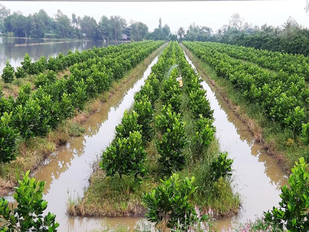 ĐBSCL: Lợi nhuận tăng thêm 10.672 tỷ đồng từ chuyển đổi cây trồng ảnh 1