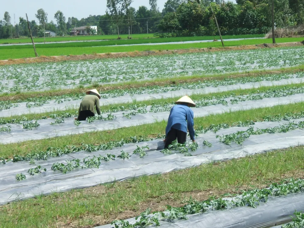 ĐBSCL: Lợi nhuận tăng thêm 10.672 tỷ đồng từ chuyển đổi cây trồng ảnh 2