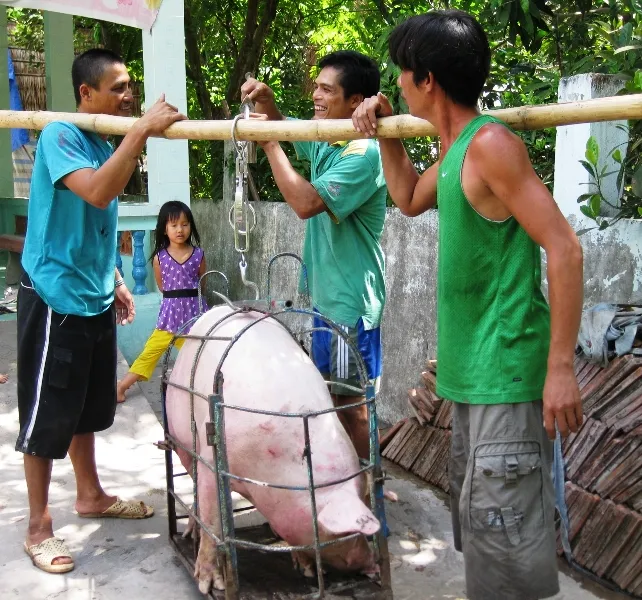 Đồng Tháp tiêu hủy 123.387 con heo bị bệnh  ảnh 1