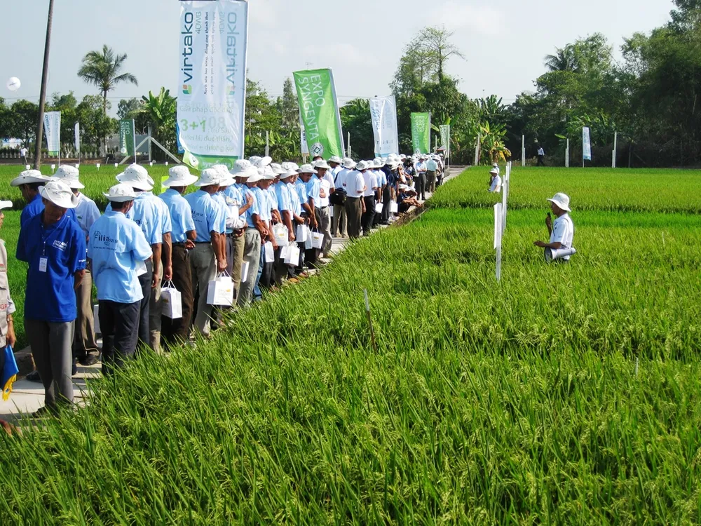 Viện Lúa ĐBSCL hợp tác phát triển giống lúa bền vững ảnh 2