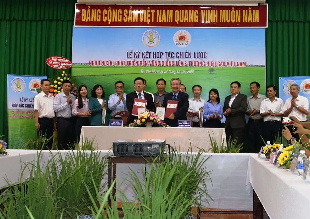 Viện Lúa ĐBSCL hợp tác phát triển giống lúa bền vững ảnh 1