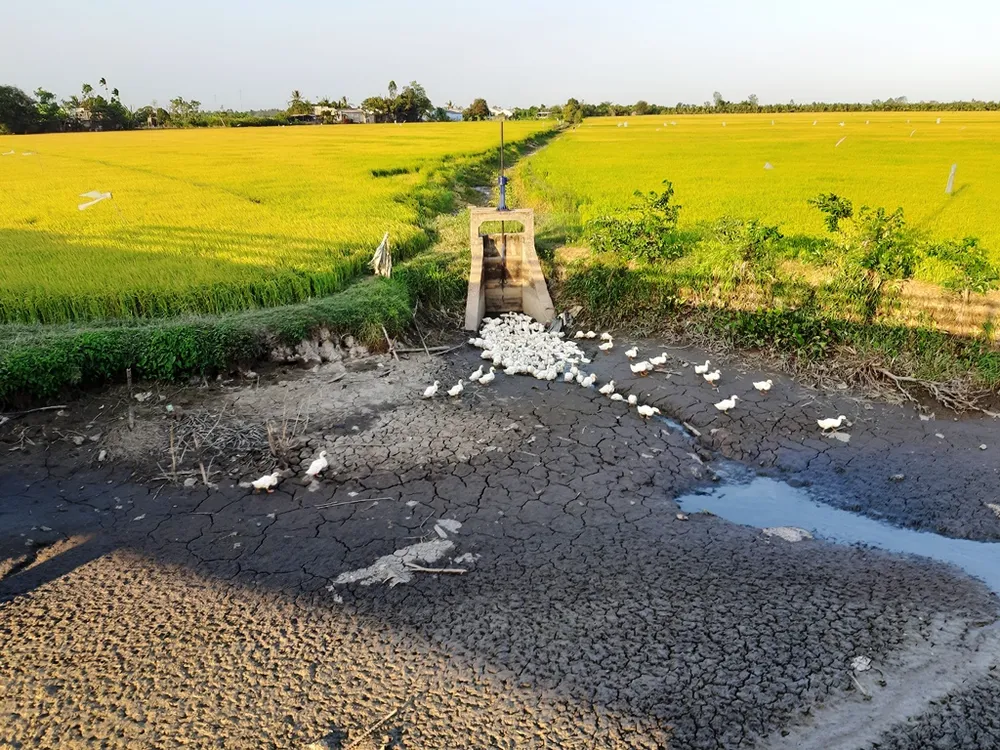 Chuyển 50.000ha đất lúa bị hạn mặn sang trồng cây con khác ảnh 2