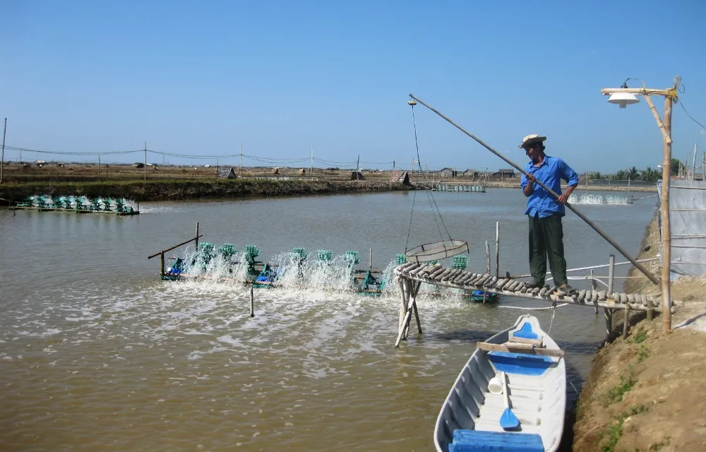 Giá tôm ĐBSCL giảm mạnh ảnh 2