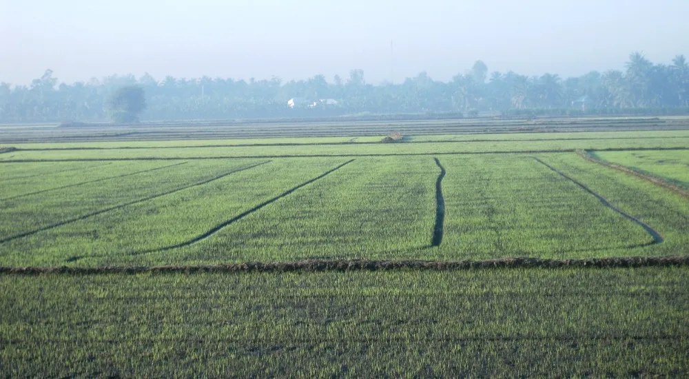  Sản lượng lúa đông xuân ở ĐBSCL đạt hơn 10,7 triệu tấn ảnh 3