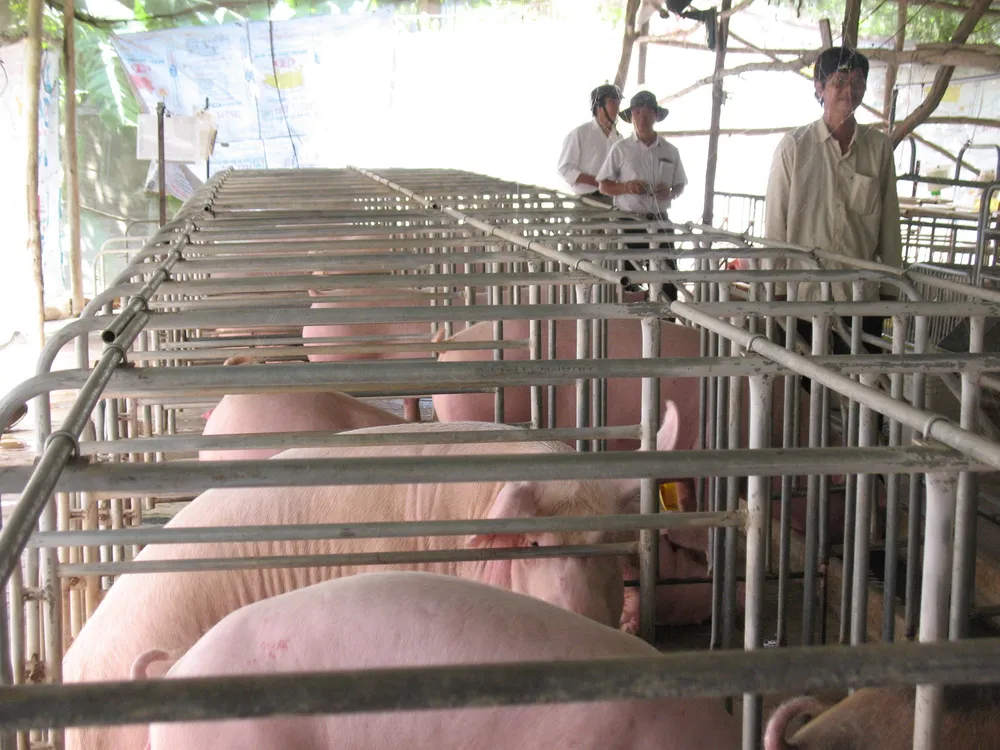 Các địa phương ở ĐBSCL nỗ lực tái đàn heo ảnh 2
