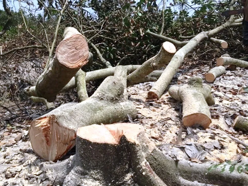 Hàng ngàn ha vườn cây đặc sản ở ĐBSCL bị thiệt hại do hạn mặn ảnh 1