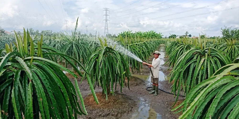 Long An: Huyện Châu Thành đạt chuẩn nông thôn mới ảnh 2