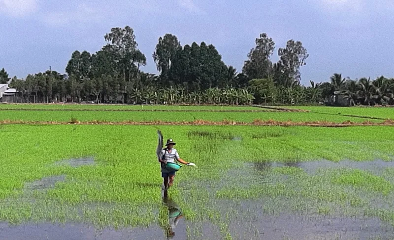 Nhiều loại sâu bệnh gây hại cho lúa hè thu ở ĐBSCL ảnh 1