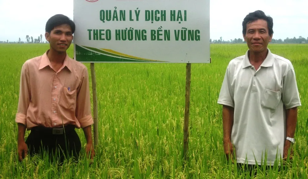 Nhiều loại sâu bệnh gây hại cho lúa hè thu ở ĐBSCL ảnh 2