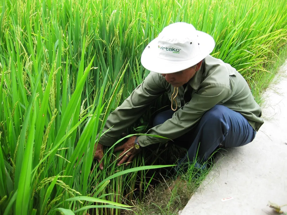 Nhiều loại sâu bệnh gây hại cho lúa hè thu ở ĐBSCL ảnh 3