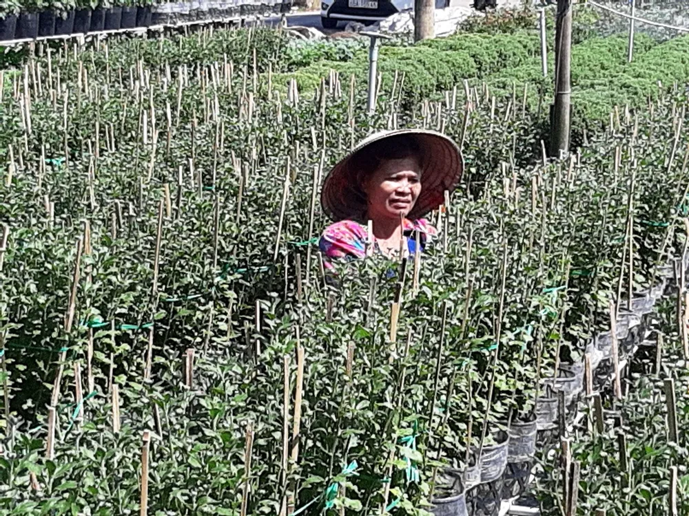 Giá trị sản xuất ngành trồng trọt ở Đồng Tháp tăng 508 tỷ đồng ảnh 1