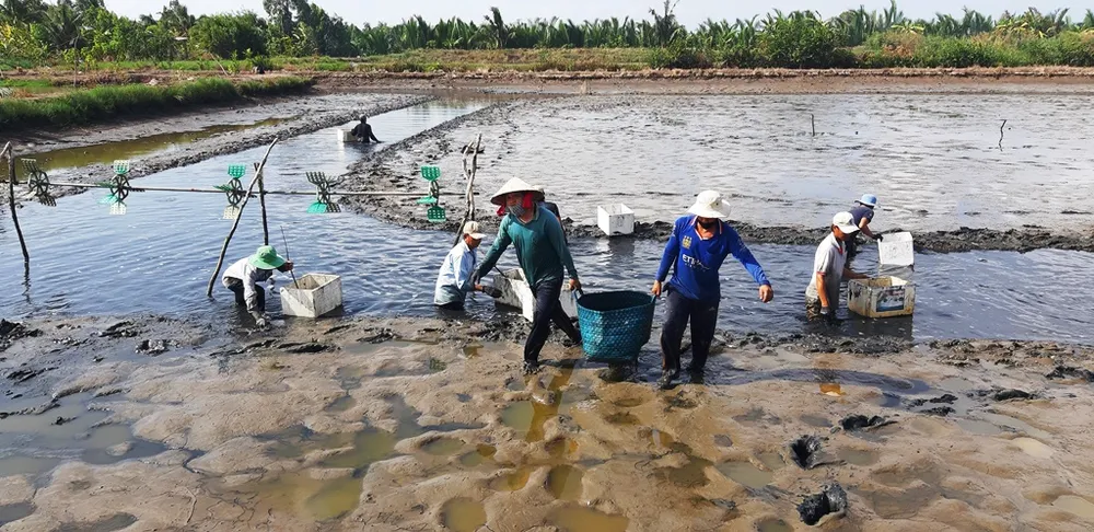 Phát triển thêm 450.000ha trái cây và thủy sản ở ĐBSCL đến năm 2030 ảnh 2