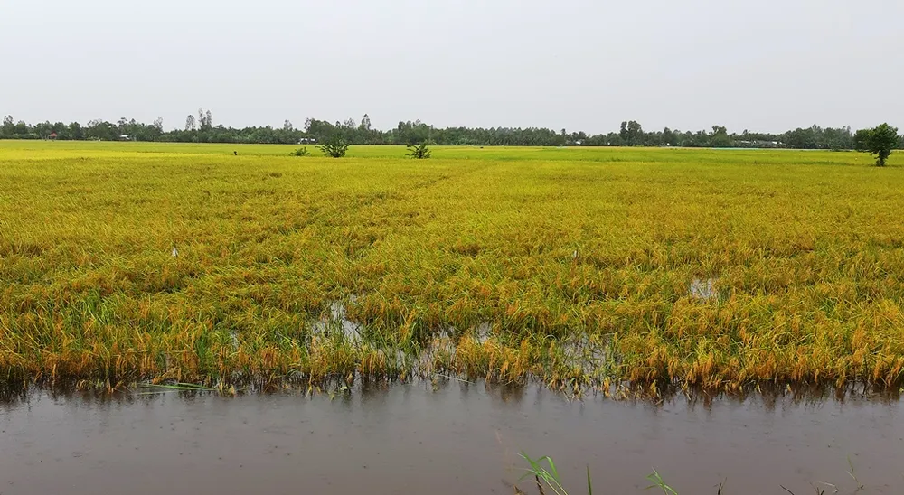ĐBSCL: Khẩn trương tiêu thoát nước, cứu lúa bị ngập úng ảnh 1
