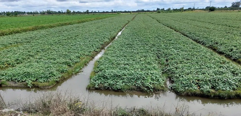 Hơn 2.500 căn nhà ở Vĩnh Long bị ngập do triều cường ảnh 2