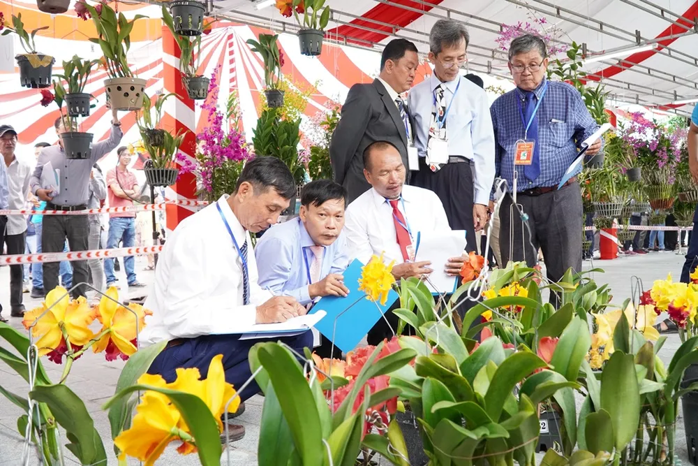 Hơn 800 nghệ nhân dự hội thi hoa phong lan toàn quốc  ảnh 2