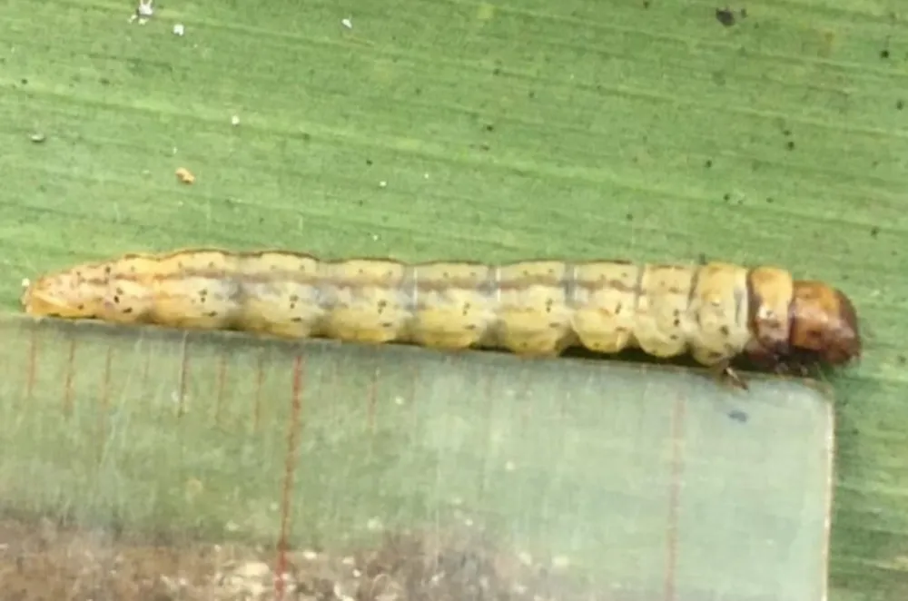 Sâu đầu đen tấn công vườn dừa ở Bến Tre  ảnh 1